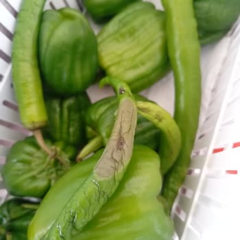 Vestel Lütfen Yetkililerin Dikkatini