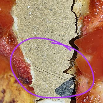 Domino's Pizza Siparişimden Saç Çıktı