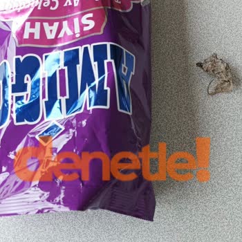 Şok Marketler Çekirdek İçinde Fare Çıktı