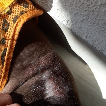 My Elanco&nbsp;Evcil Hayvanıma Takılan İlaçlı Tasma Hakkında Eksik Bilgi Verilmesi