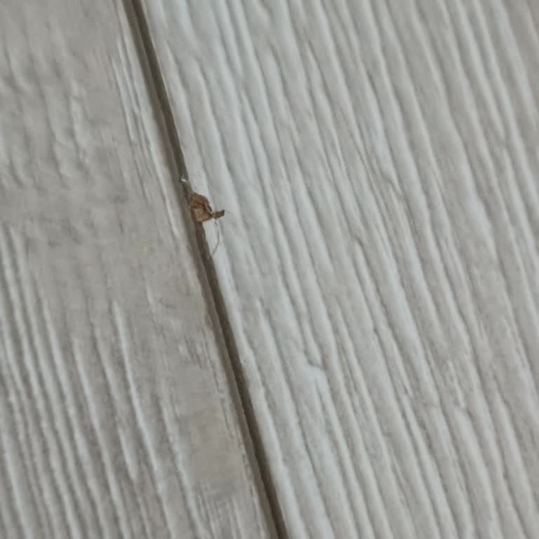 AGT Parke Kolay Çiziliyor Ve Kalitesiz.