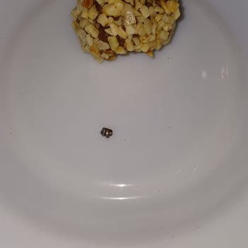 Tatlıköy Pestilden Metal Çıktı