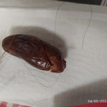 Fropie İçinden Kıl Çıktı.