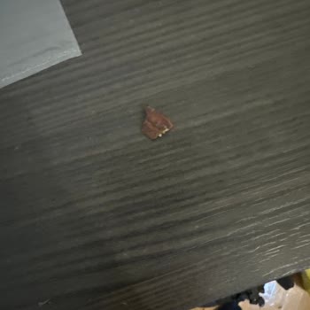 BİM Kıbrıs Tatlısı İçinden Kabuk Benzeri Bir Şey Çıktı