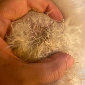 Hayal Kırıklığına Uğratan Pet Kuaför Deneyimi