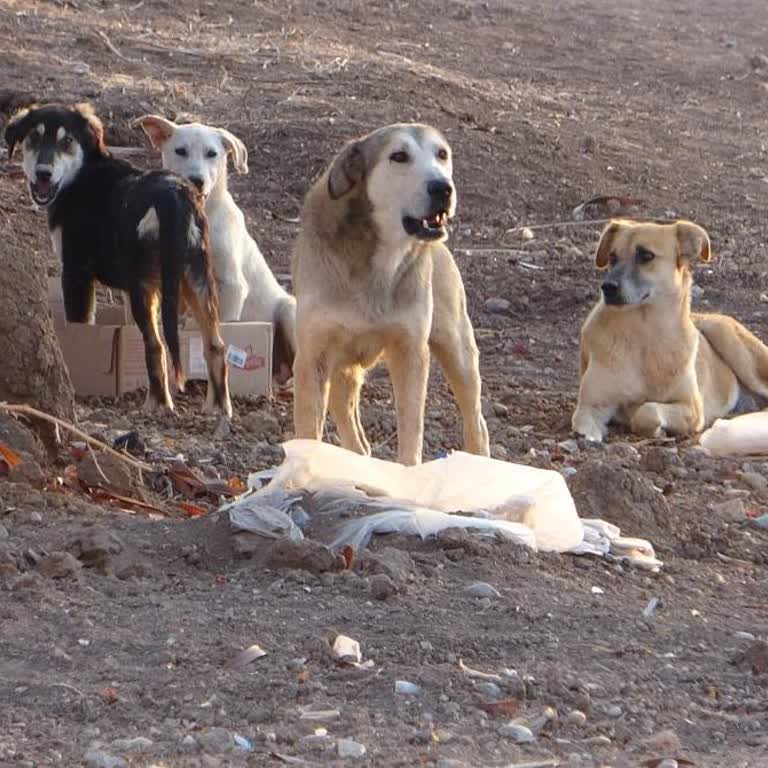 Yenimahalle Belediyesi Çakırlar Bölgesindeki Gürültü Ve Güvenlik Sorunu