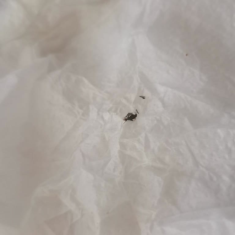 Burger King Chicken Royale İçinde Böcek Çıktı