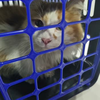 İBB Kemerburgaz Sahipsiz Hayvan Geçici Bakımevi İyi Olan Kedim Öldü