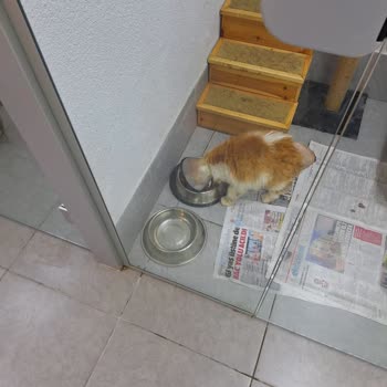 İBB Kemerburgaz Sahipsiz Hayvan Geçici Bakımevi İyi Olan Kedim Öldü