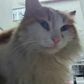 İBB Kemerburgaz Sahipsiz Hayvan Geçici Bakımevi İyi Olan Kedim Öldü