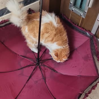 İBB Kemerburgaz Sahipsiz Hayvan Geçici Bakımevi İyi Olan Kedim Öldü