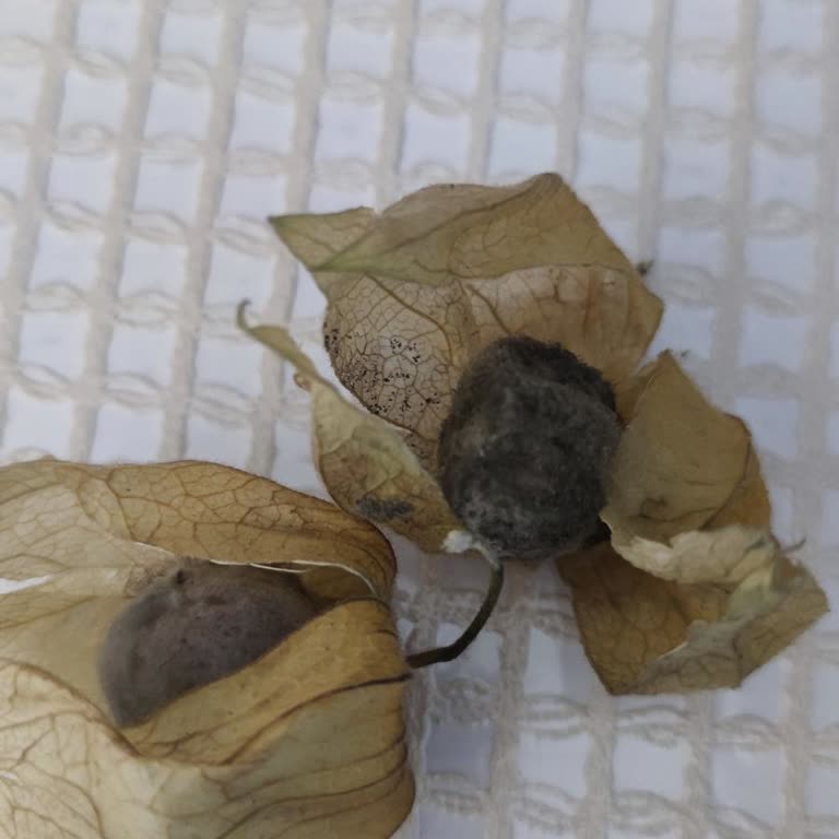 Migros Küflü Altın Çilek