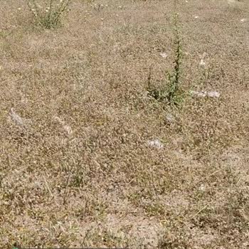 Çeşme Reisdere'de Belediye Hizmet Vermiyor