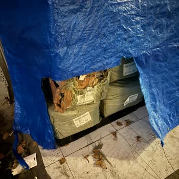 İBB - İstanbul Büyükşehir Belediyesi İstanbul'da Çaresiz Kediler