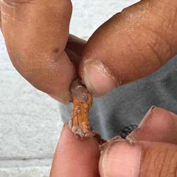Eti Canga Çikolatadan Çıkan Tahta Parçası