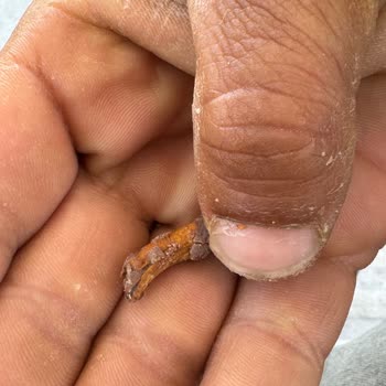 Eti Canga Çikolatadan Çıkan Tahta Parçası