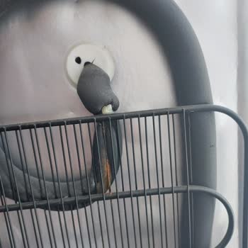 Altus Derin Dondurucu Tasarım Hatası