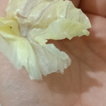 Çiğköfteci Ömer Usta Böcekli Çiğ Köfte