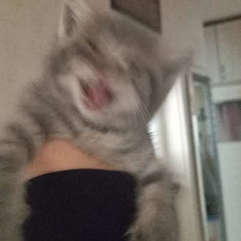 Hayvan Haklarını Koruma Derneği (HAYTAP) Kediler Katlediliyor Acil Destek