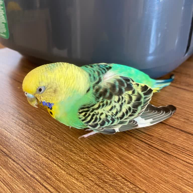 Kuş Veteriner Kliniği Şikayetçiyim