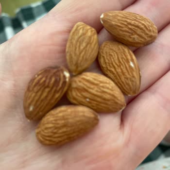 Çerezya Paketi Badem Den Kayısı Çekirdeği Çıkması