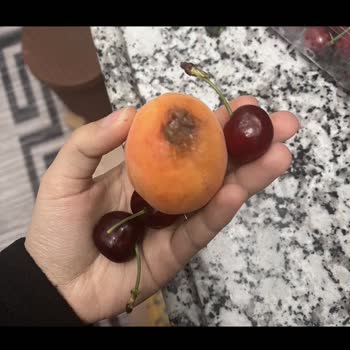 Yemeksepeti Market Çürük Ürün Gönderiyor