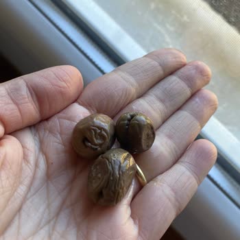 Fora Zeytin Tüketilemeyecek Durumda