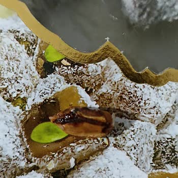 Erbaş Şekerleme İçinden Çıkan Odun