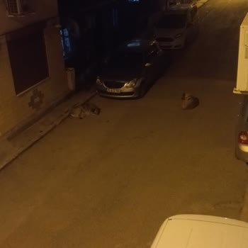 Buca Belediyesi Saldırgan Sokak Kopekleri