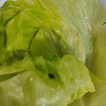 Oses Çiğköfte O Ses Marulun İçinden Böcek Çıktı