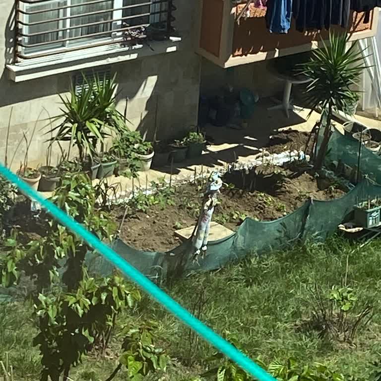 TOKİ Bahçelerin Meyve Sebze Ekimi İçin Kullanılması Hk