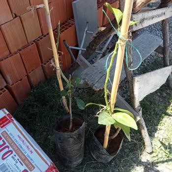 Aras Kargo Pişmanlık Tek Kelime İle