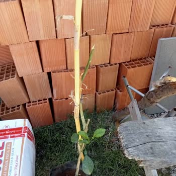 Aras Kargo Pişmanlık Tek Kelime İle