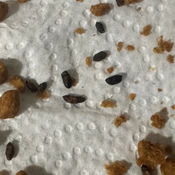 Maskotpet Açık Gönderilen Fare Dışkılı Mama!