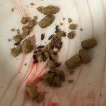 Maskotpet Açık Gönderilen Fare Dışkılı Mama!