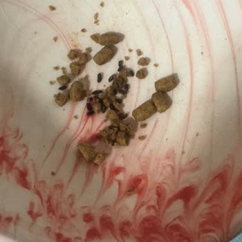 Maskotpet Açık Gönderilen Fare Dışkılı Mama!