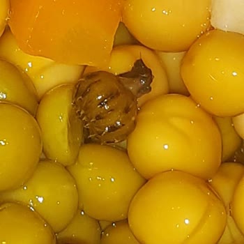 Tat Gıda Tat Garnitür Konservenin Bozuk Olması