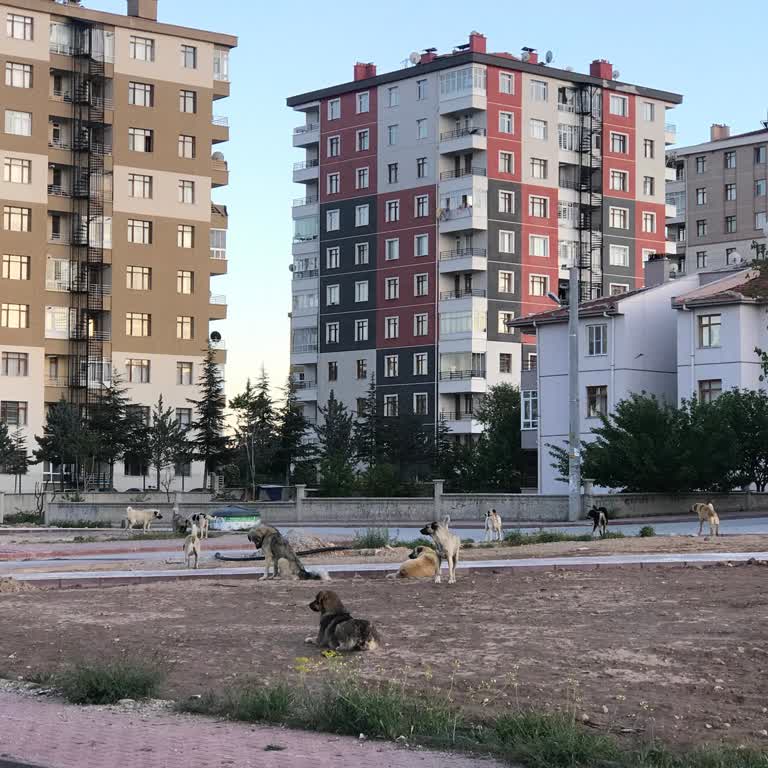 Selçuklu Belediyesi (Konya) Başıboş Hayvanlar Artık Bıktırdı