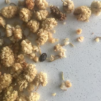 Çitlekçi Hijyen Sorunu Çözmeli