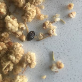 Çitlekçi Hijyen Sorunu Çözmeli