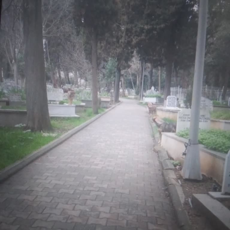 İBB - İstanbul Büyükşehir Belediyesi Karacaahmet Çiçekçi Mezarlığı Başı Boş Köpekler