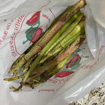 Sebze Meyve Dünyası'nda Taze Sebze Almak Mümkün Değil