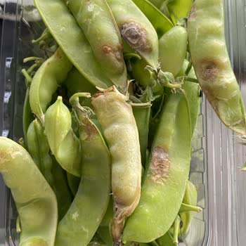 Sebze Meyve Dünyası'nda Taze Sebze Almak Mümkün Değil