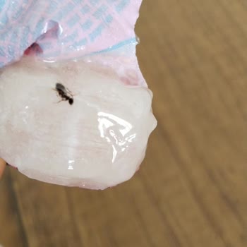 Rocco Şekerin İçinden Karınca Çıktı