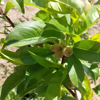 Floramut Yassı Şeftali Diye Normal Şeftali Göndermişler.