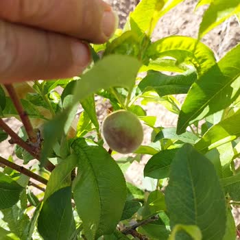 Floramut Yassı Şeftali Diye Normal Şeftali Göndermişler.