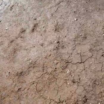 Püskürme Çim Bahçemizde Çimlenme Adına Bir Gelişme Yok!