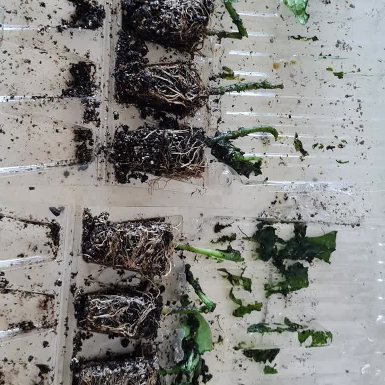 E-fidancım Hayal Kırıklığı: Kalitesiz Biber Fideleri