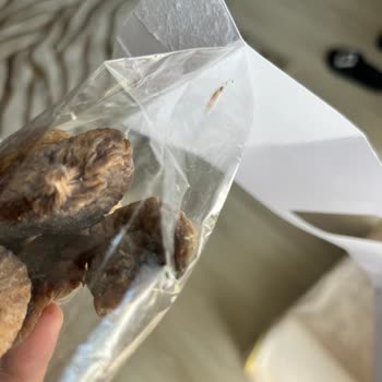 Ebebek Kurtlu Kelebekli İncir