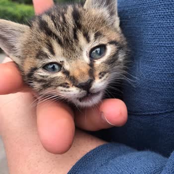 İBB Tepeören Barınak Veteriner İlgisizliği Ve Umursamazlığı